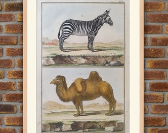 Animals - Le ZEBRE, Le DROMADAIRE - 1770 Diderot d'Alembert Encyclopedia - Fully colored engraving - 15.2x9.6in - Decoration, Large Prints