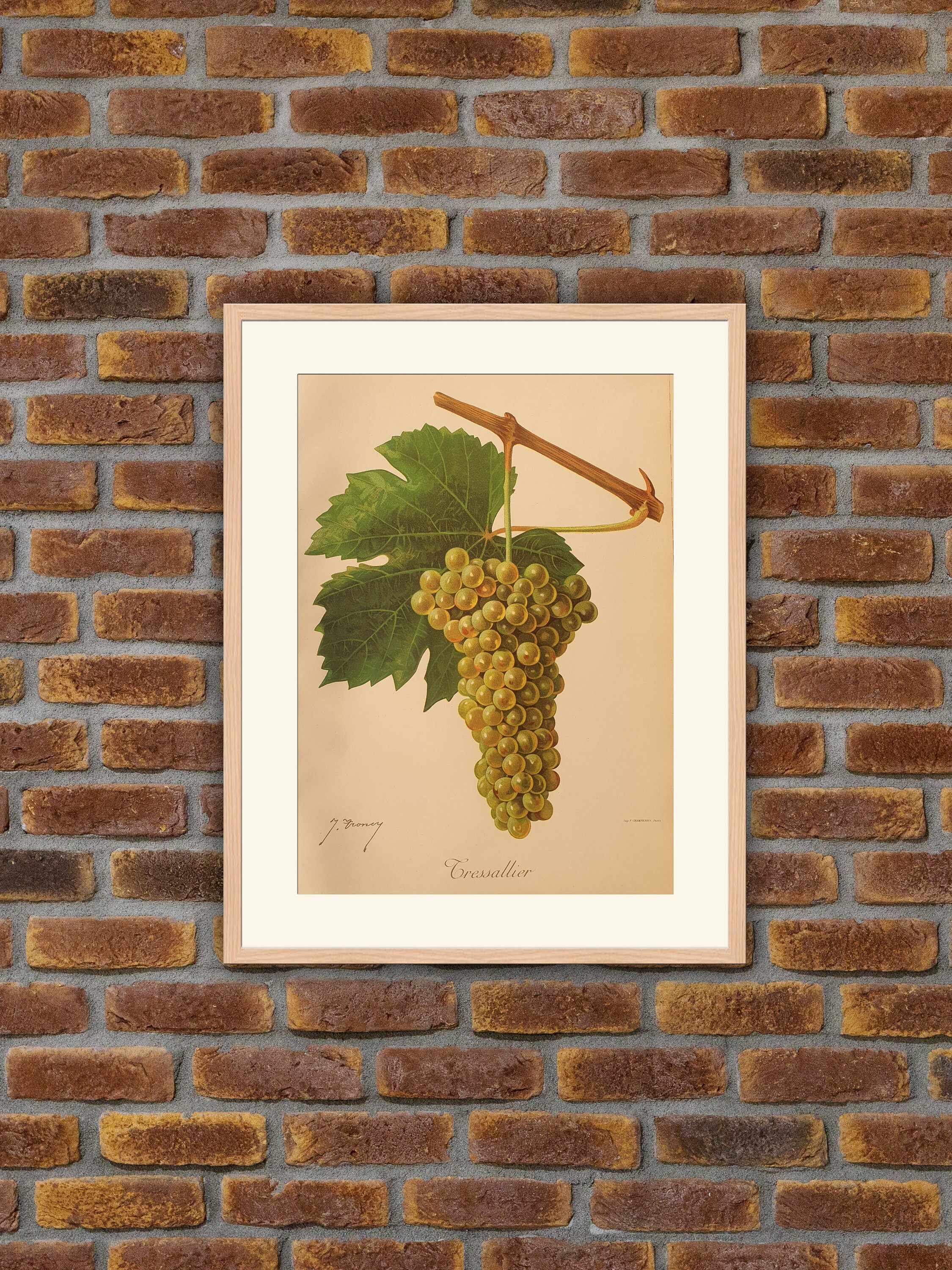 Viticulture, Ampélographie - Raisins Tressallier Viala, Lithographie Couleurs 1901