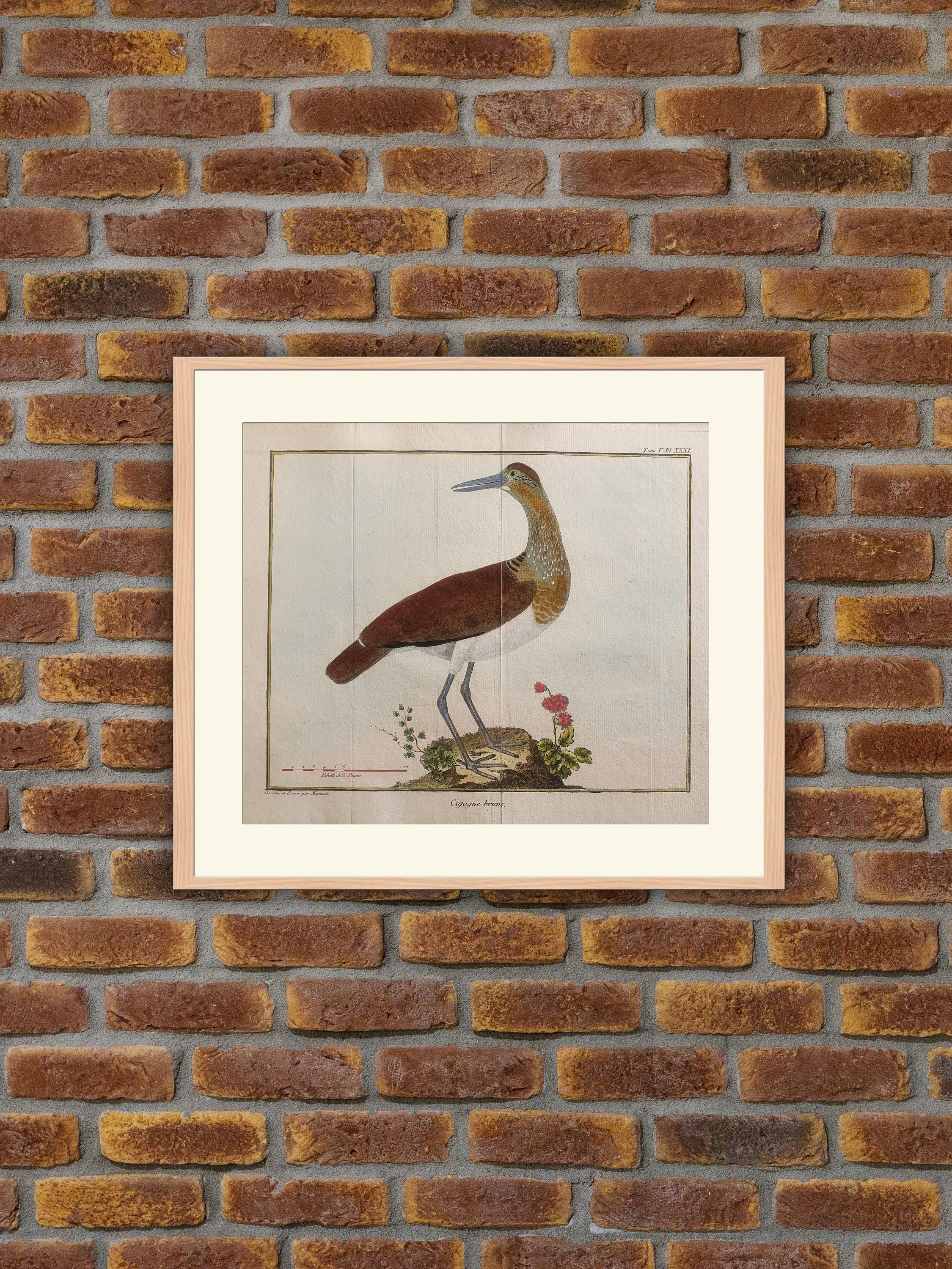 Brisson/Martinet - Ornithologie Cigogne Brune Gravure Couleurs 1760