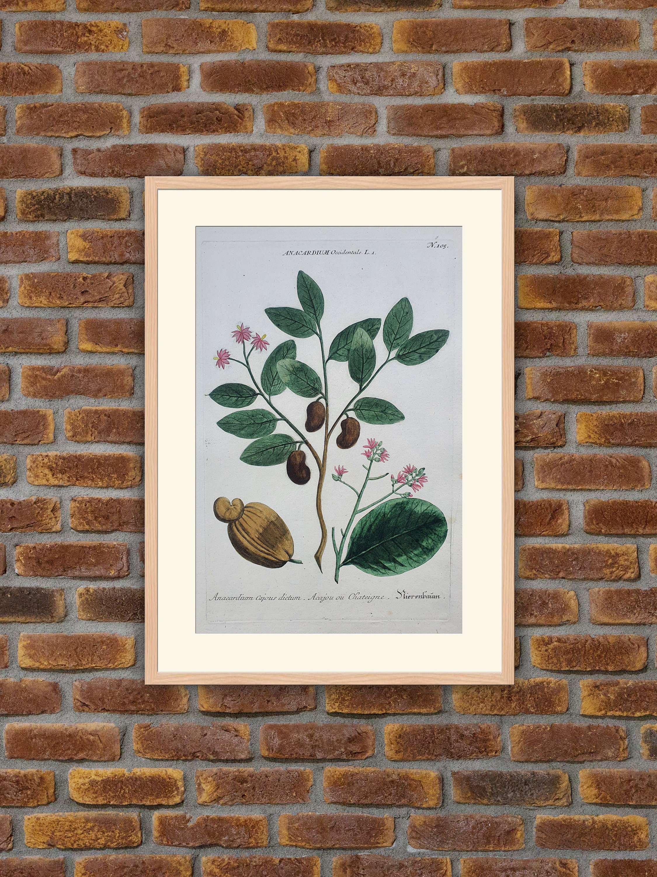 Weinmann - Botanique Anacardium Occidentale Gravure Couleurs 1739