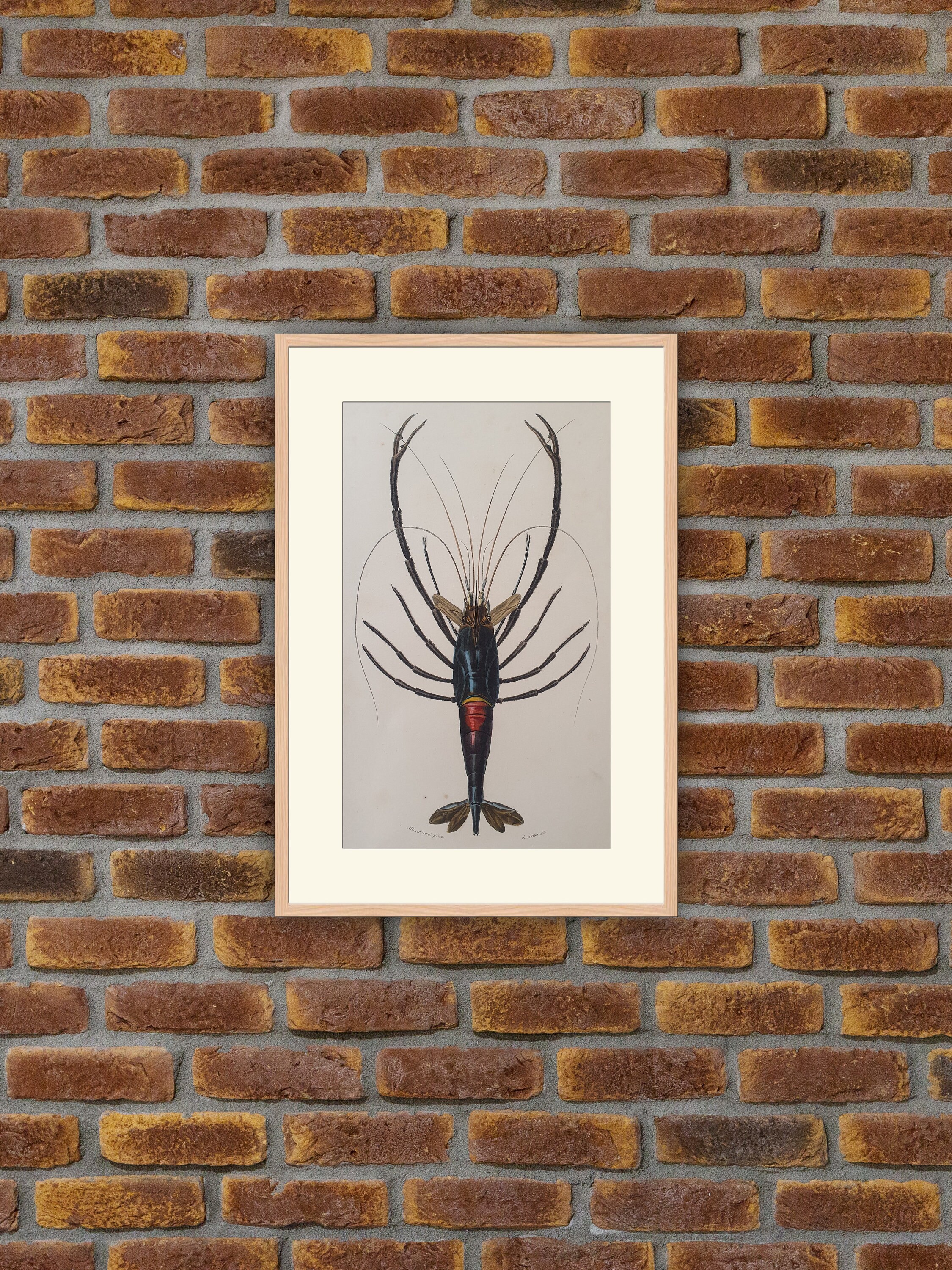 Animaux - Crustacés Palemon Orne Gravure Couleurs 1849 Dictionnaire d'orbigny