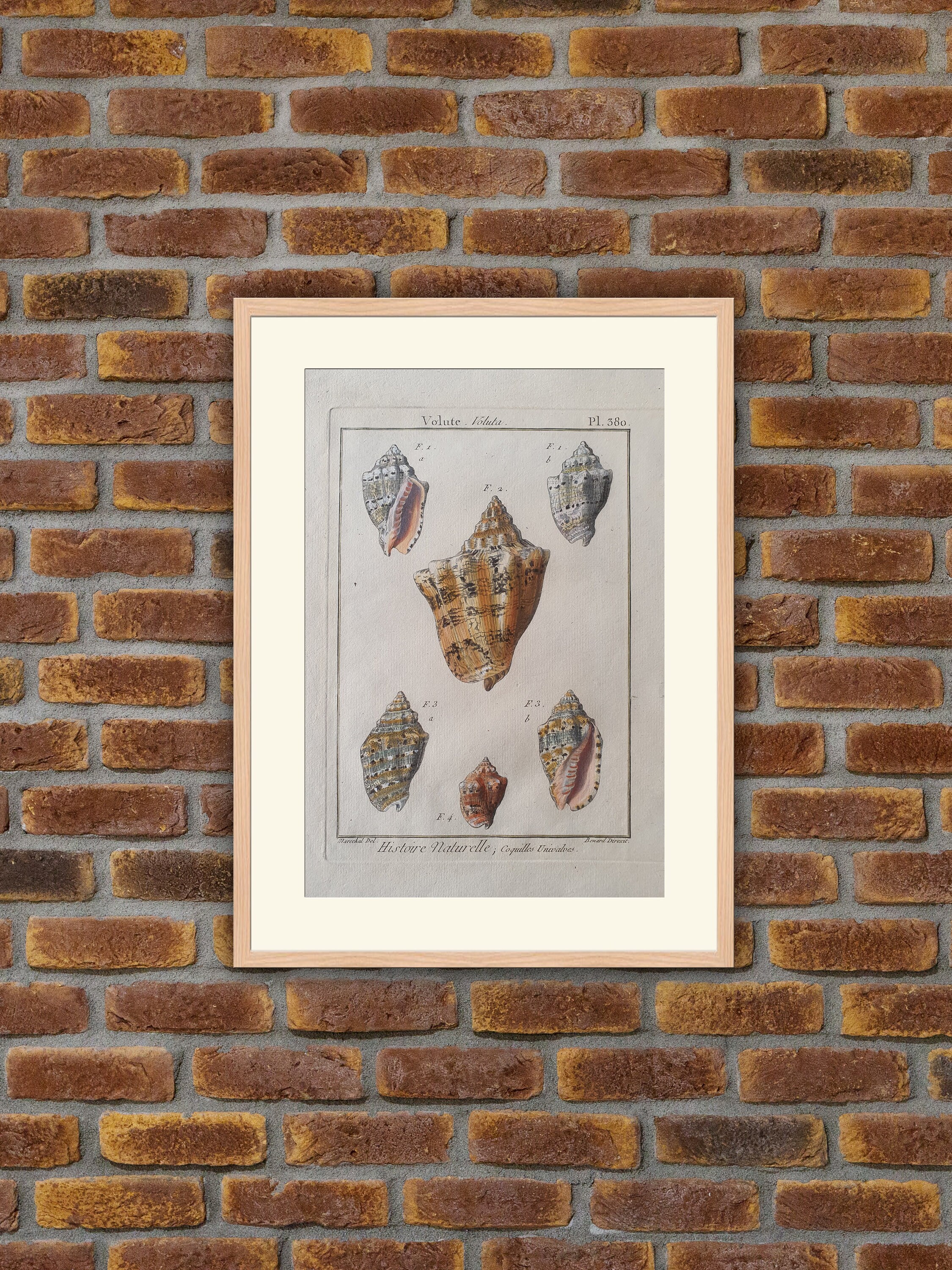 Animaux - Coquillages Gravure Couleurs Encyclopédie Panckoucke 1780