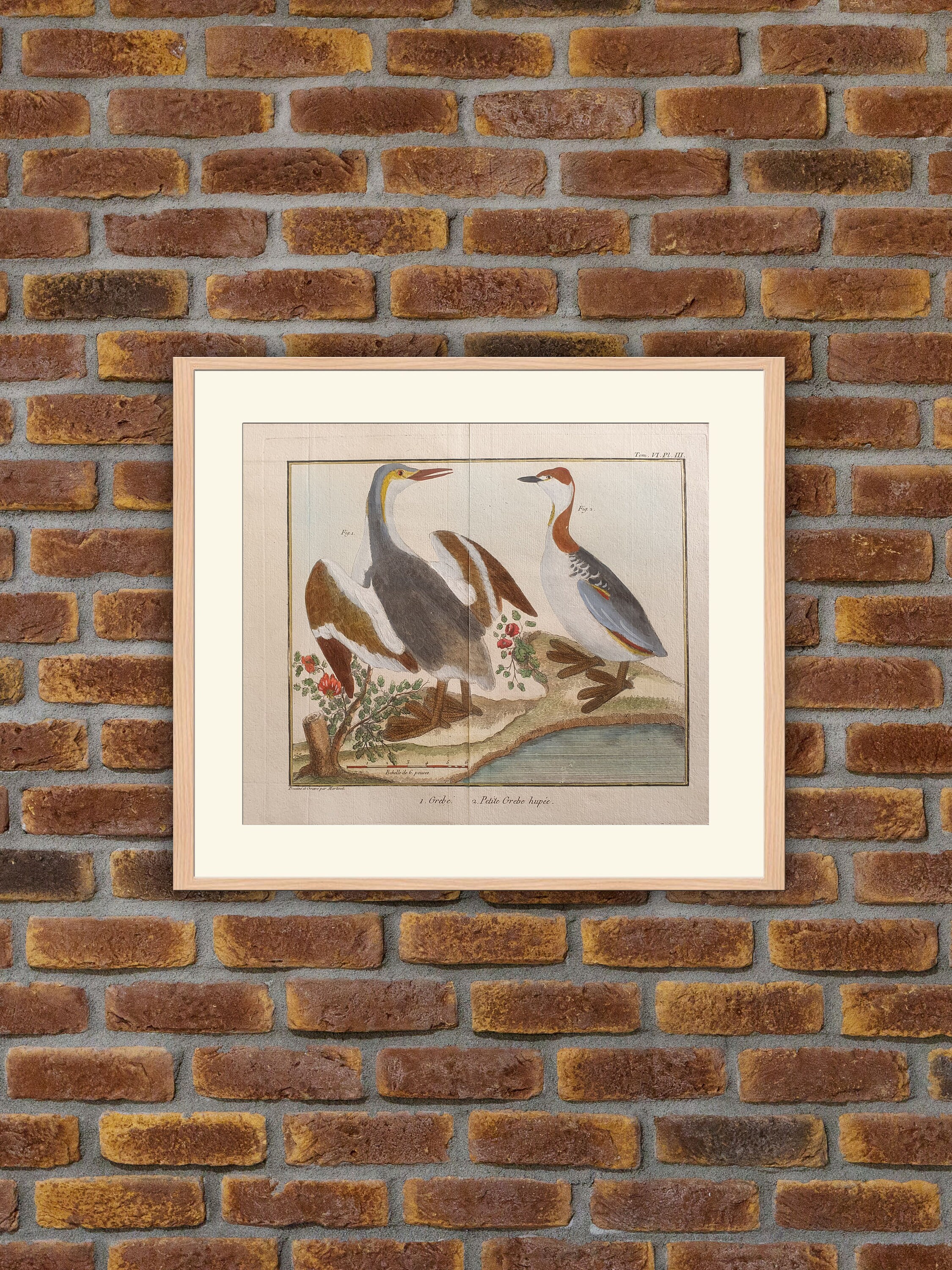 Brisson/Martinet - Ornithologie Grebe, Petite Grebe Hupée Gravure Couleurs 1760