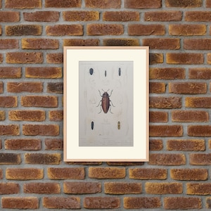 Animaux - Insectes - Gravure couleur 1836 - G. Cuvier, Le Règne Animal