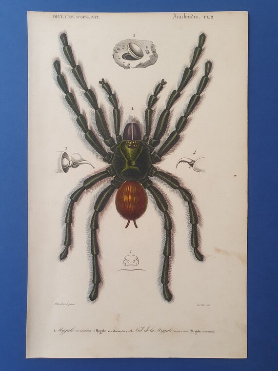 Animals - Spiders - MYGALE AVIOULAIRE - 1849 D'orbigny Dictionary
