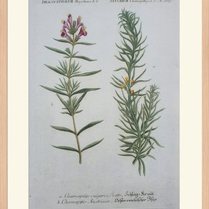 Weinmann Botany Plants Flowers Dracocephalum Ruyschiana, Teucrium 1739 Colored Engravings 15.9x10in Decoration, Large Prints image 2