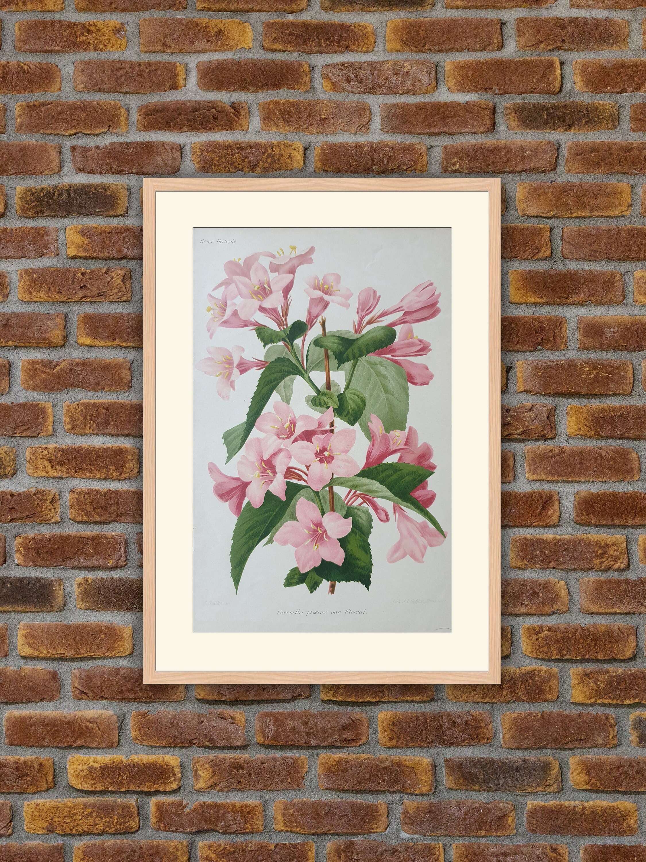 Fleurs Revue Horticole - Diervilla Praecox Var. Floréal Lithographie Couleurs 1900