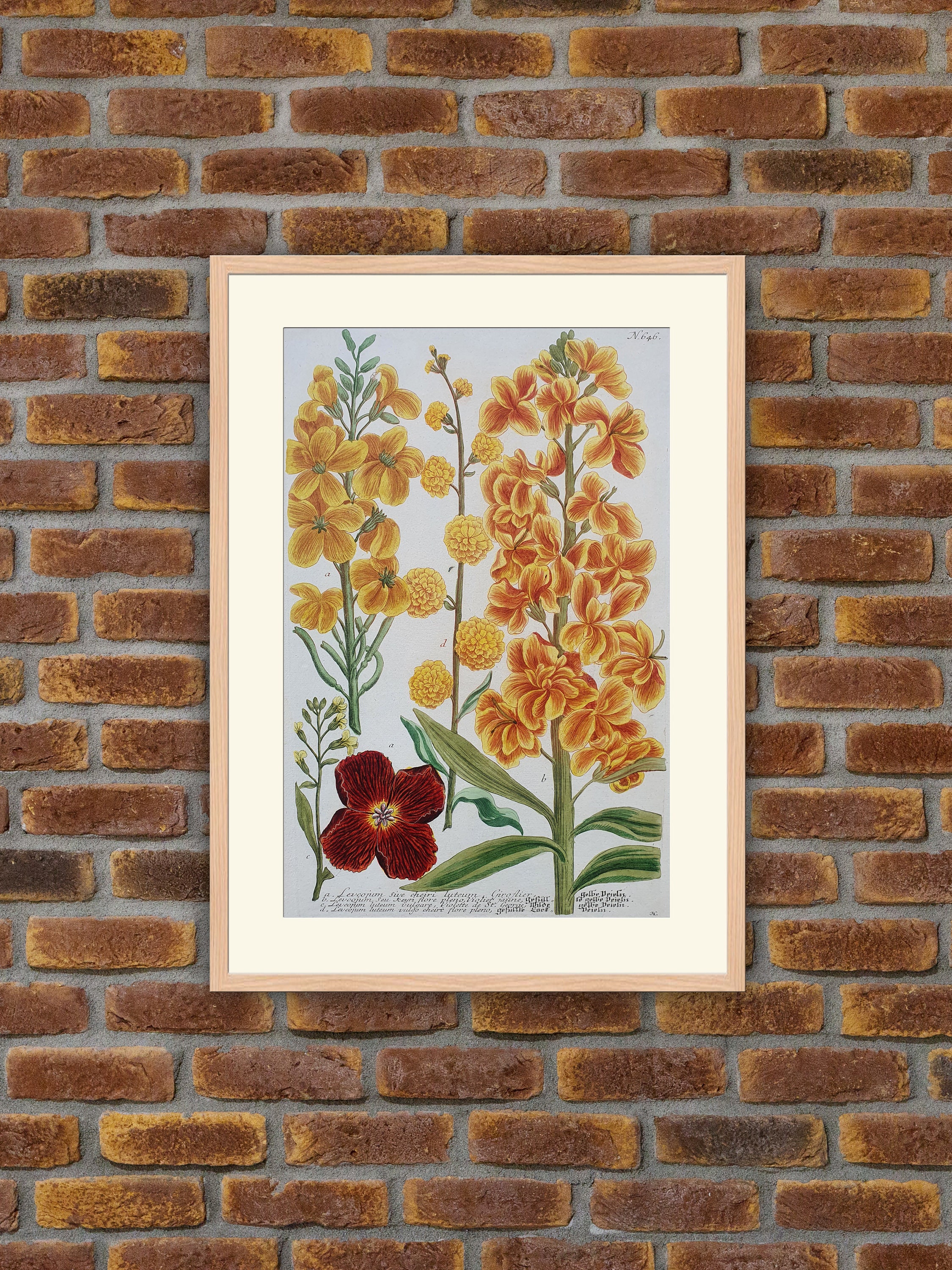 Weinmann - Botanique Leucojum Gravure Couleurs 1739