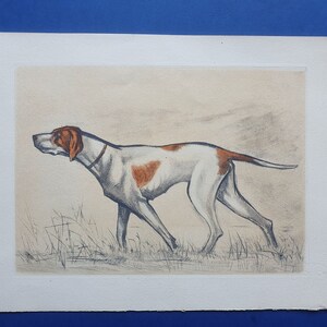 1944 color engraving Dogs Braque Saint-Germain Saint-Germain Hunting dog 9.4x12.2in Hunt Print, Decoration, antique Print image 3