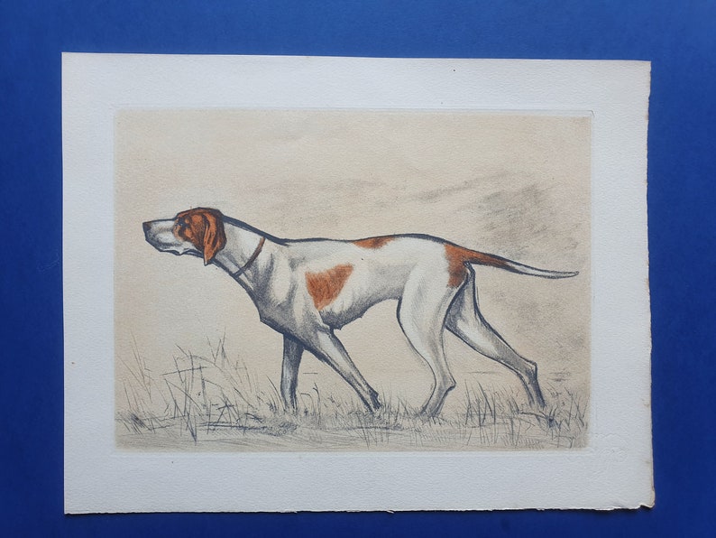 1944 color engraving Dogs Braque Saint-Germain Saint-Germain Hunting dog 9.4x12.2in Hunt Print, Decoration, antique Print image 3