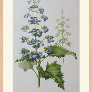 Flowers Coleus thyrsoideus 19th Century Colored Lithography Goffart 10.6x7.1in Decoration, Print image 2