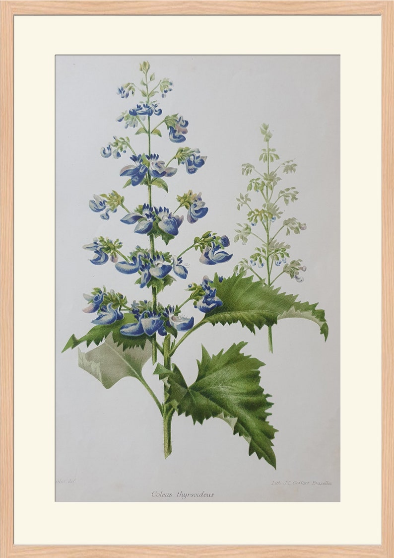 Flowers Coleus thyrsoideus 19th Century Colored Lithography Goffart 10.6x7.1in Decoration, Print image 2