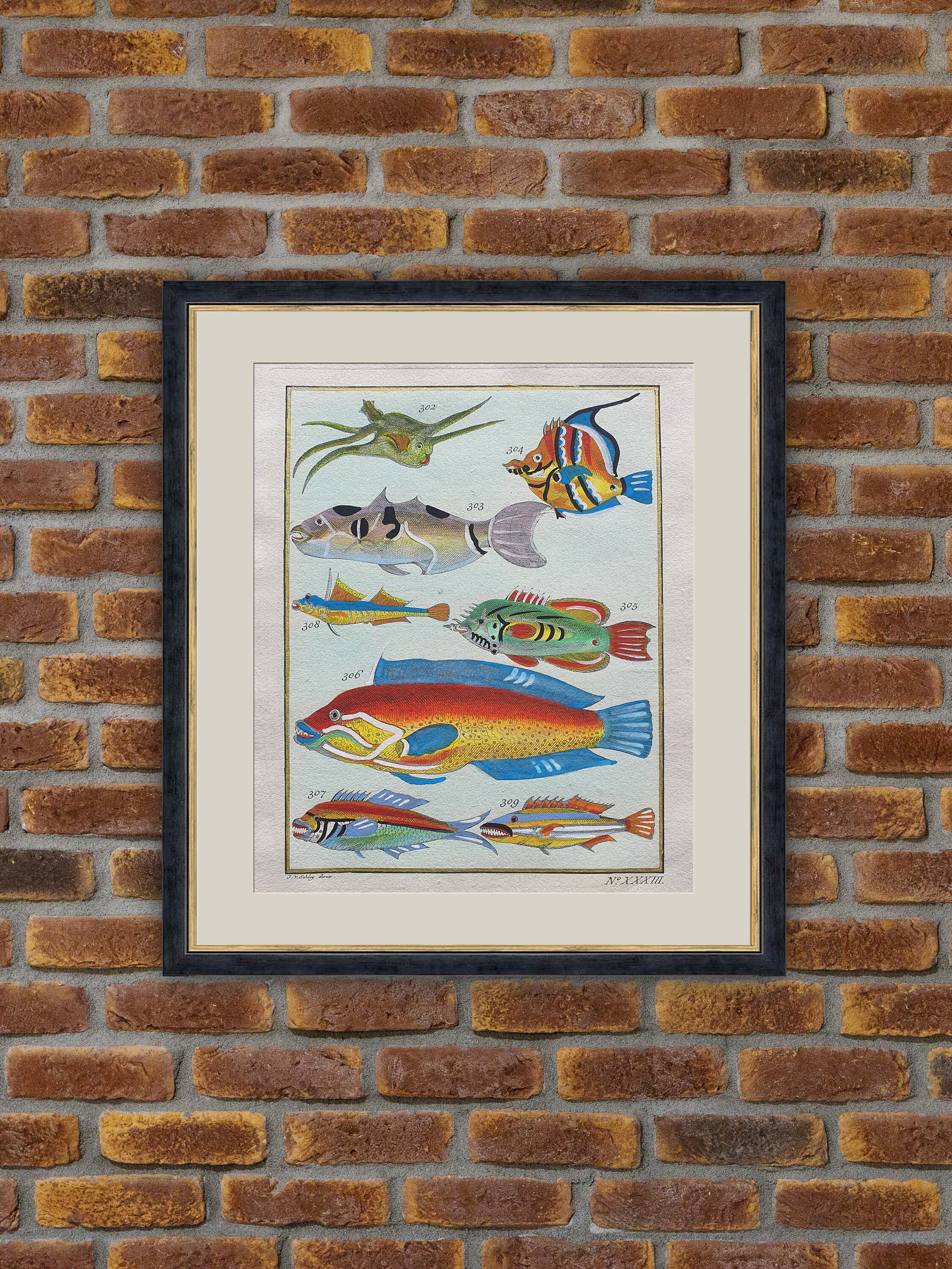 Poissons Exotiques - F. Valentin Histoire Naturelle de L'île d'amboine Gravure Couleurs 1750