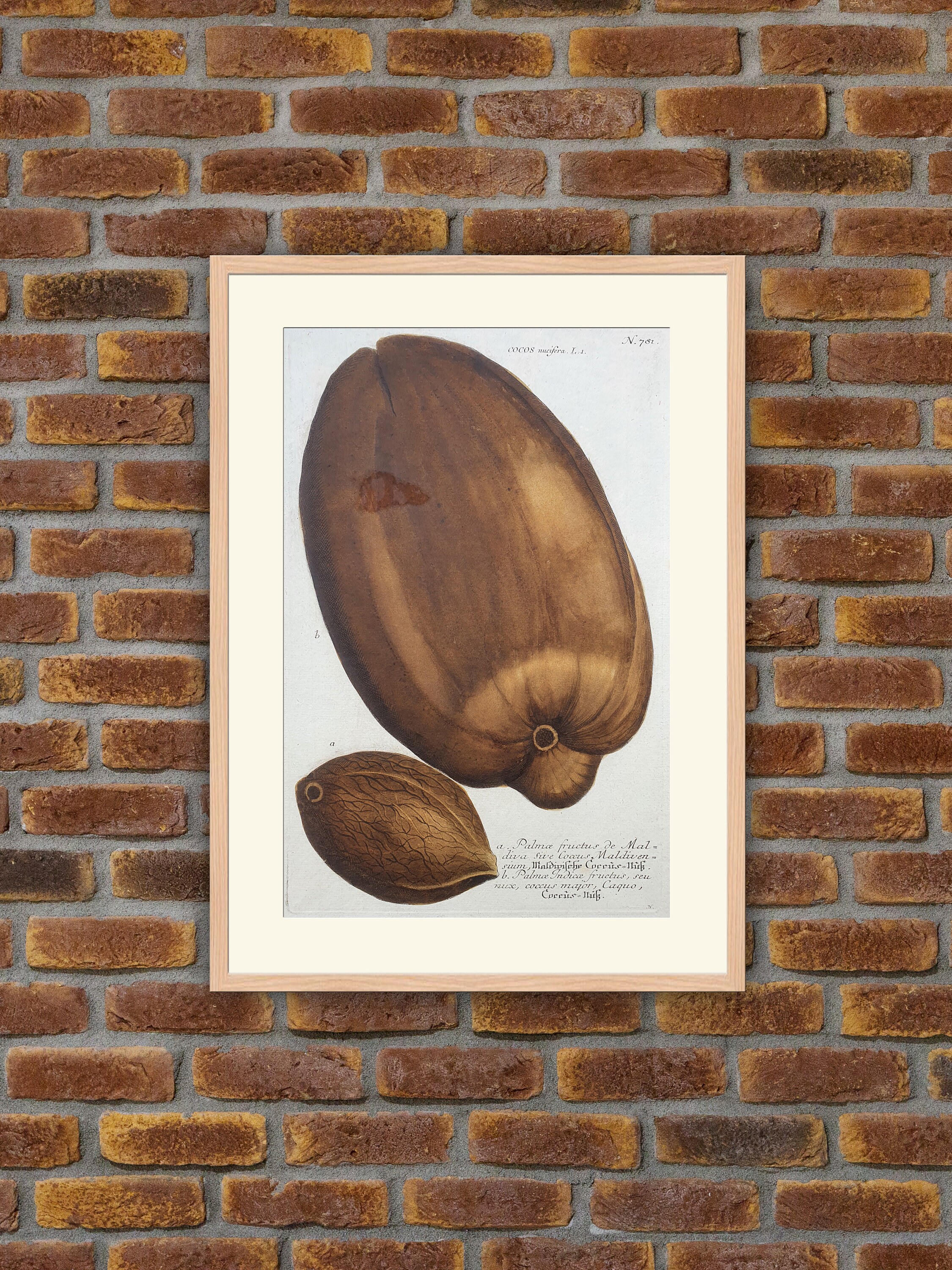 Weinmann - Botanique Cocos Nucifera Gravure Couleurs 1739