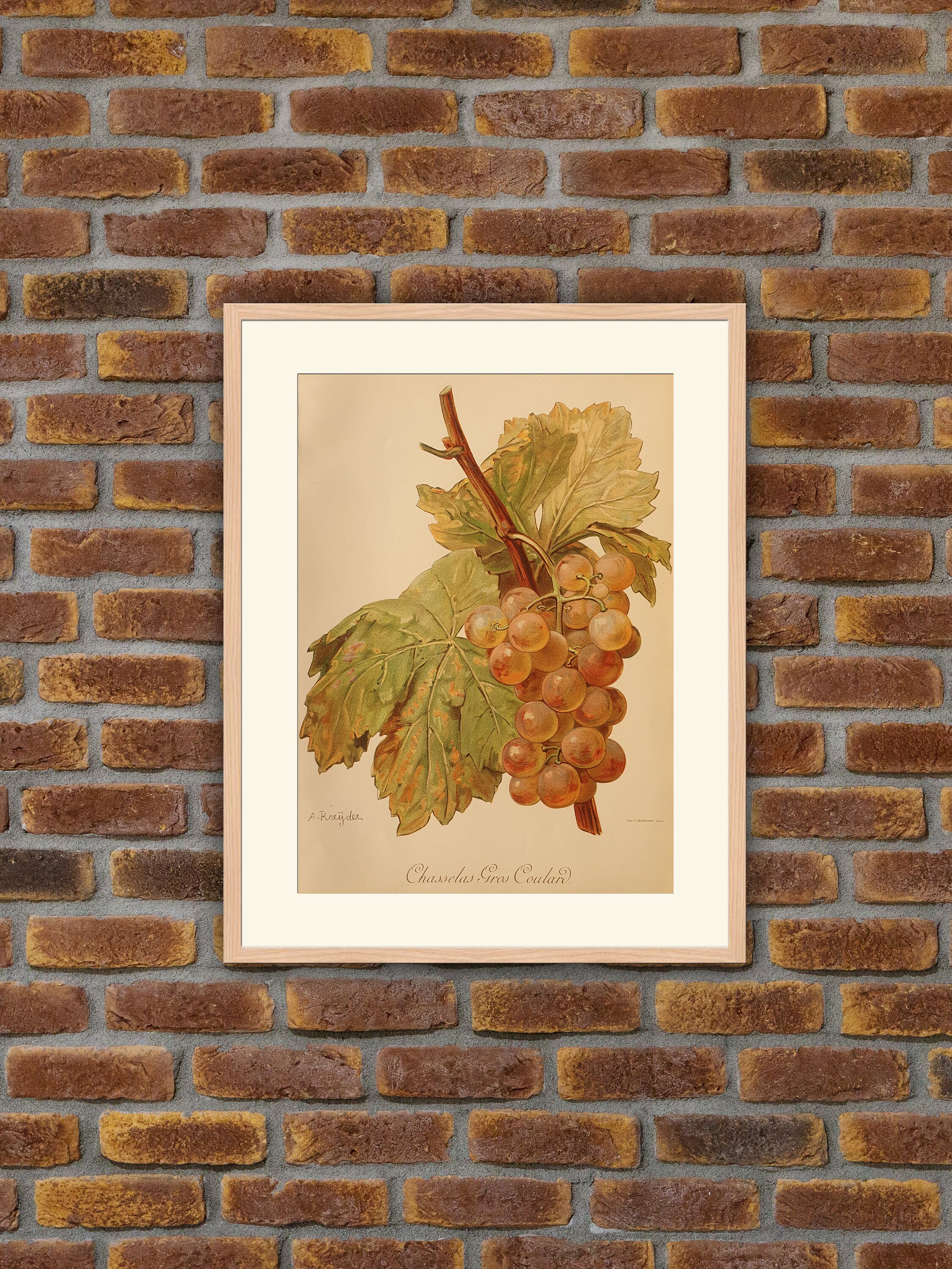 Viticulture, Ampélographie - Raisins Chasselas Gros Coulard Viala, Lithographie Couleurs 1901