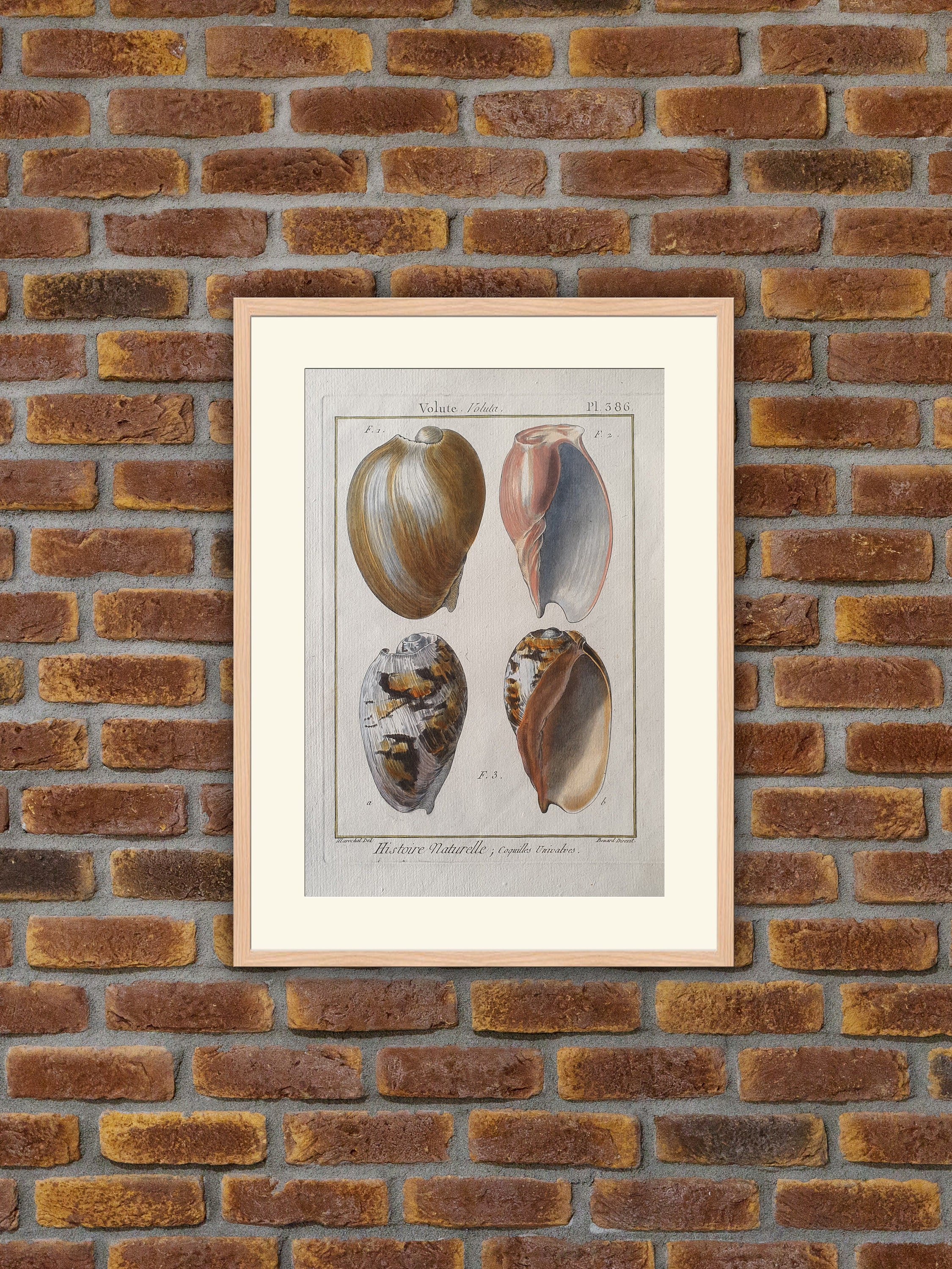 Animaux - Coquillages Gravure Couleurs Encyclopédie Panckoucke 1780