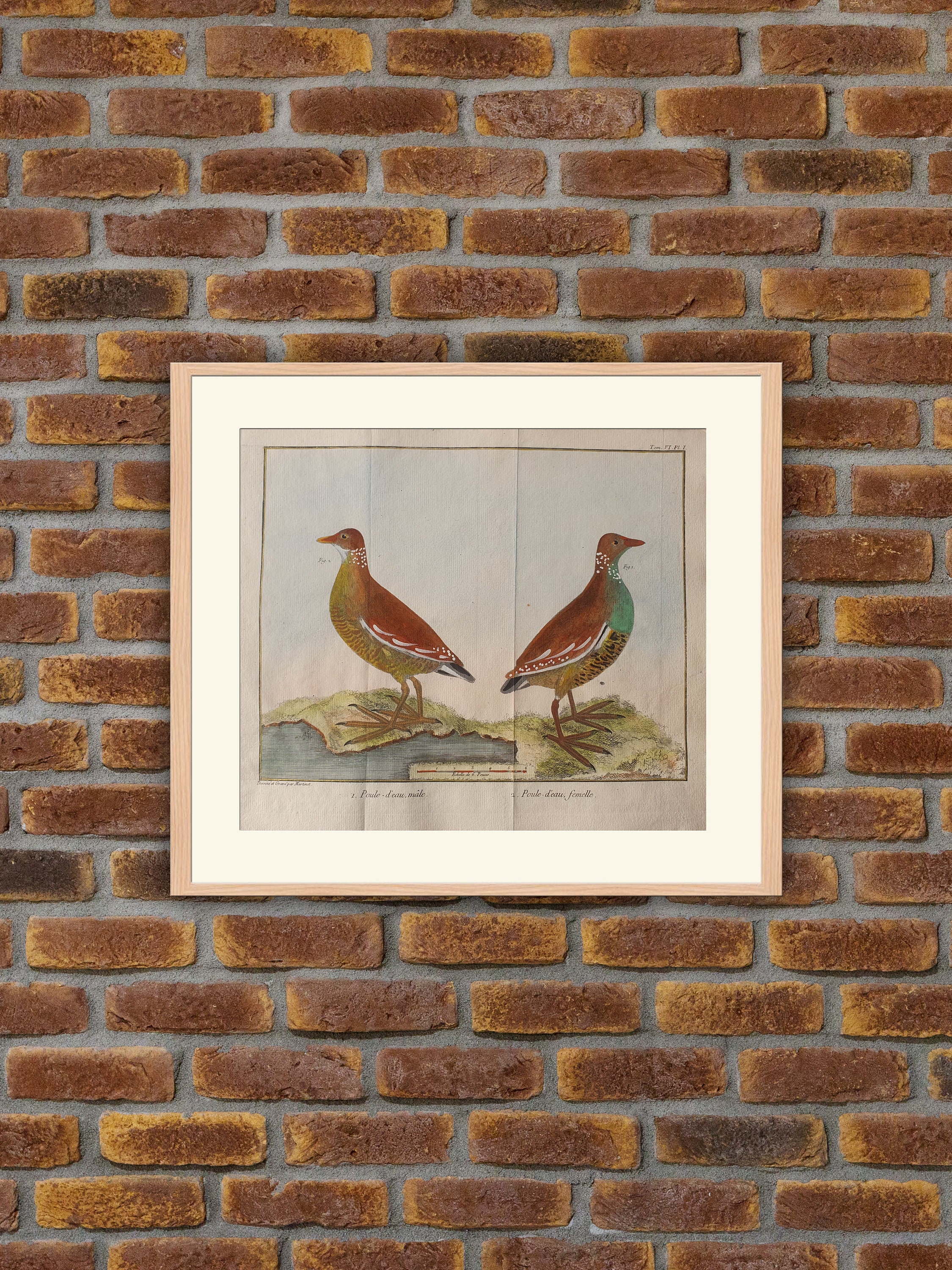 Brisson/Martinet - Ornithologie