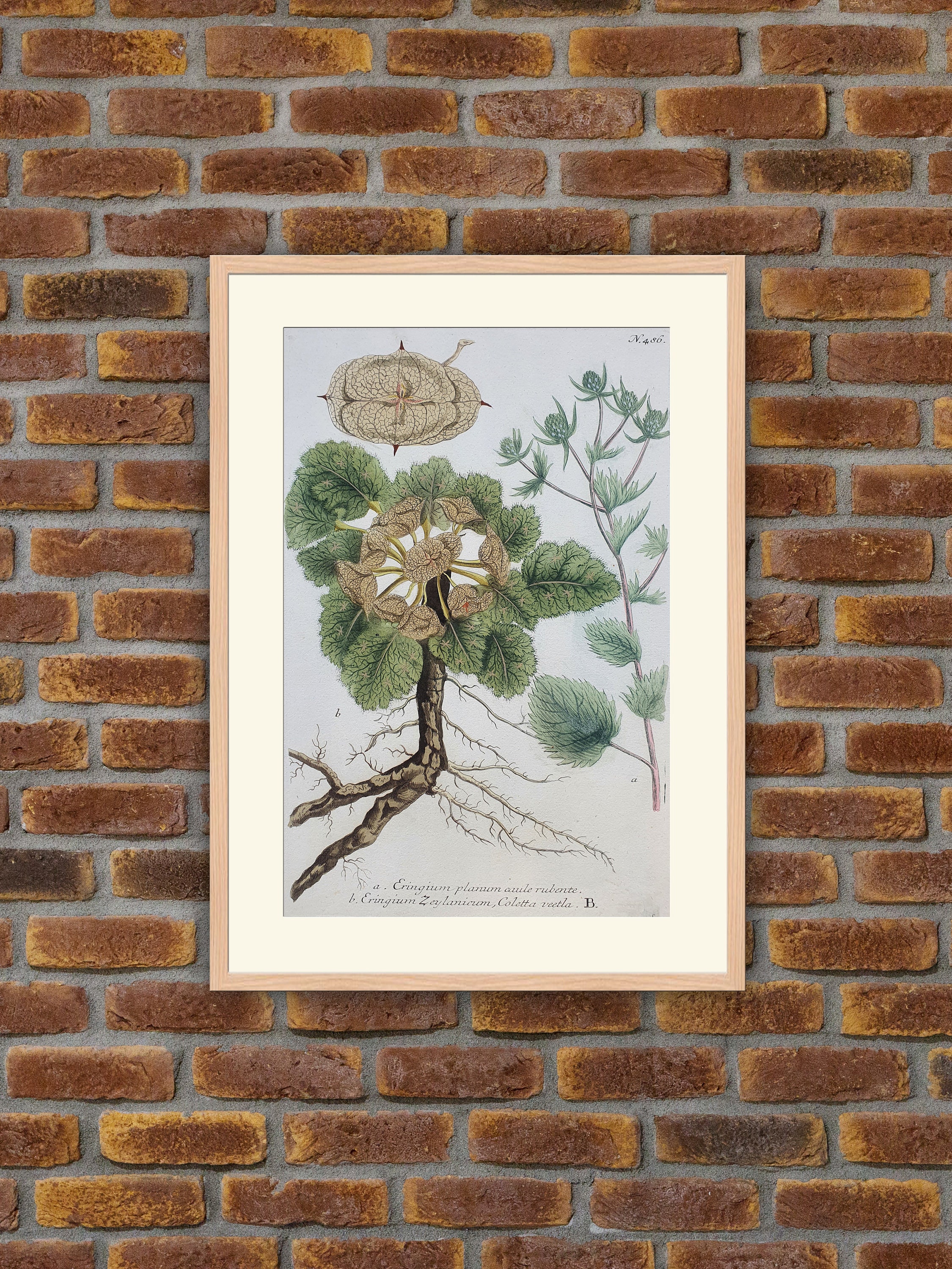 Weinmann - Botanique Eringium Gravure Couleurs 1739