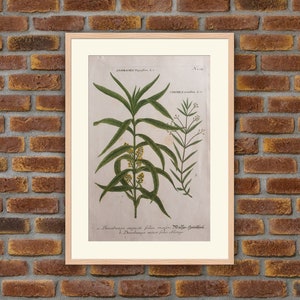 Weinmann - Botany - Plants - Flowers - Lysimachia, Veronica Scutellata - 1739 Colored Engravings - 16.3x10.2in - Decoration, Large Prints