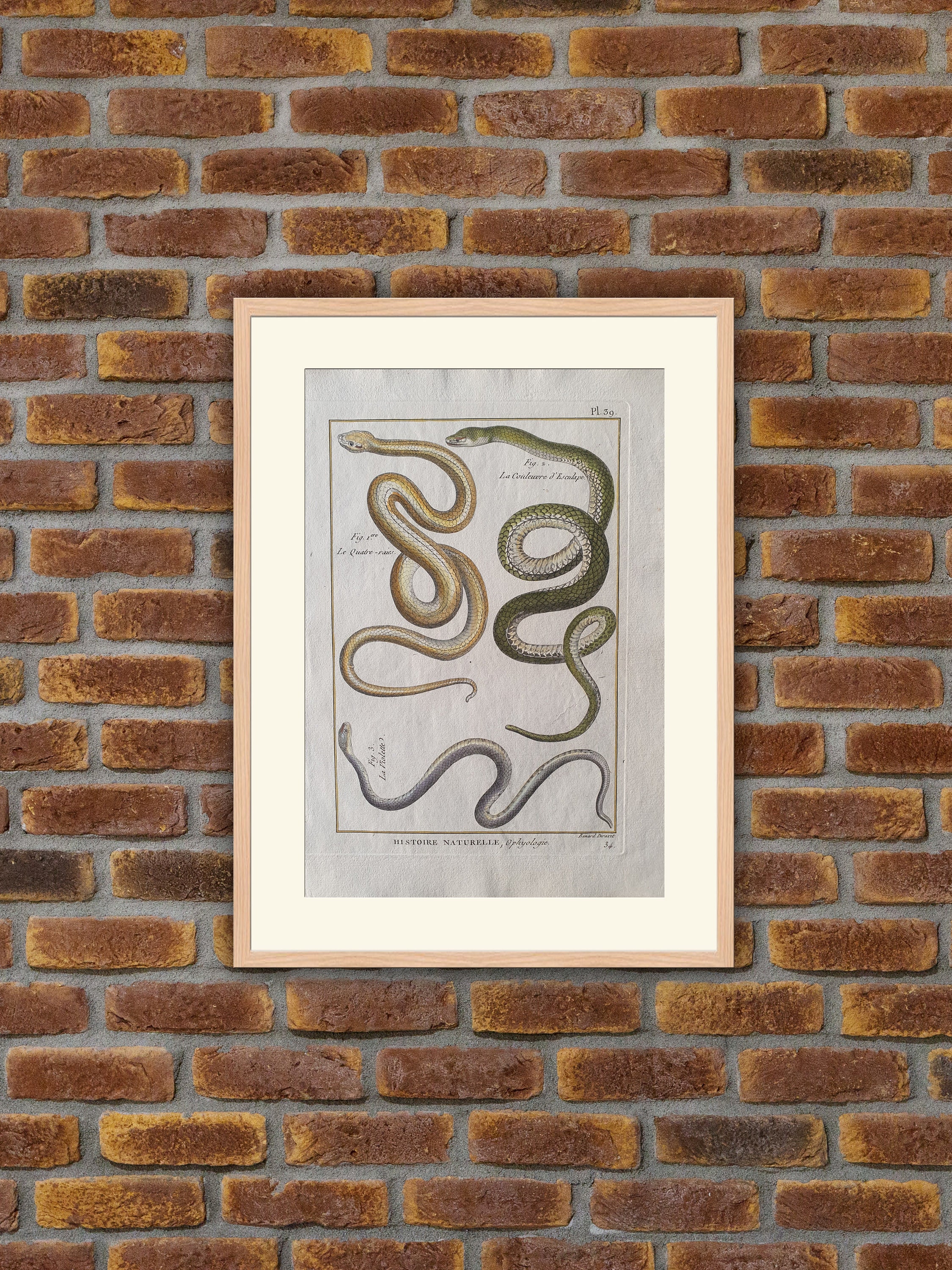 Reptiles - Serpents Ophyologie Gravure Couleurs Encyclopédie Panckoucke 1780