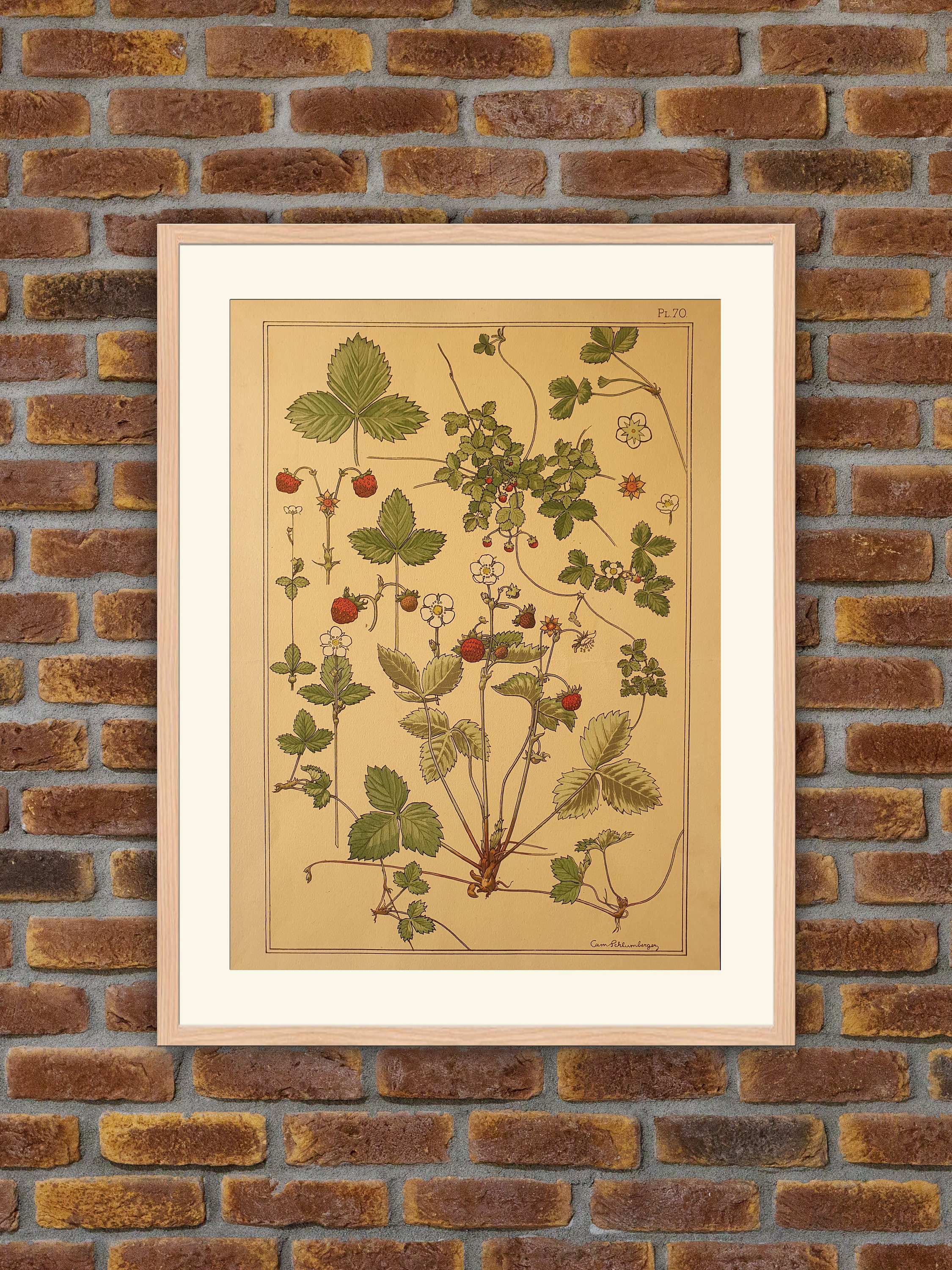 Fleurs - Fraisier Strawberry Bed Verneuil/Grasset Pochoir Art Nouveau Litho 1896