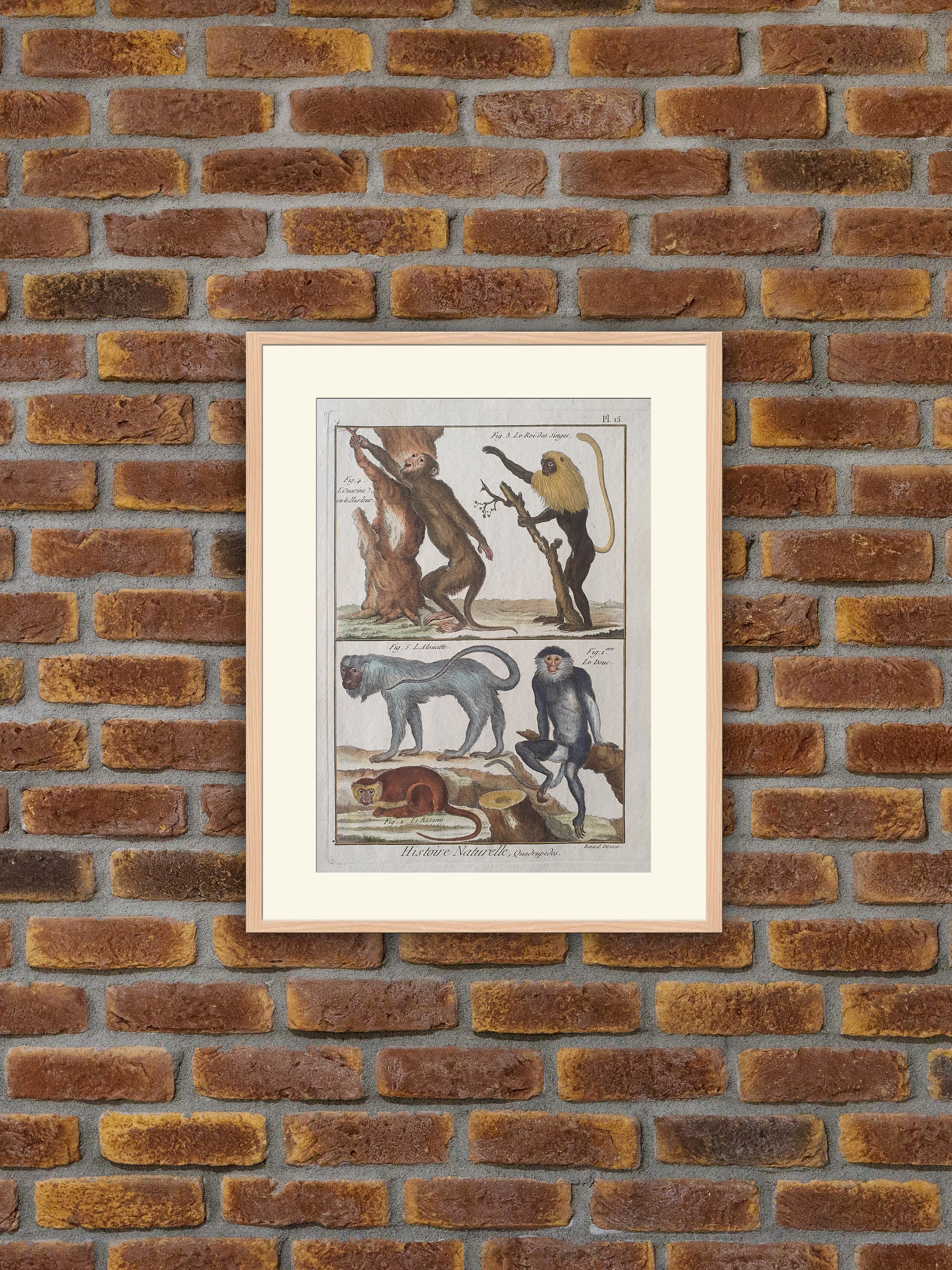 Animaux - Singes Douc, Basané, Roi Des Singes, Ouarine ou Hurleur | Howler, Alouatte Gravure Couleur