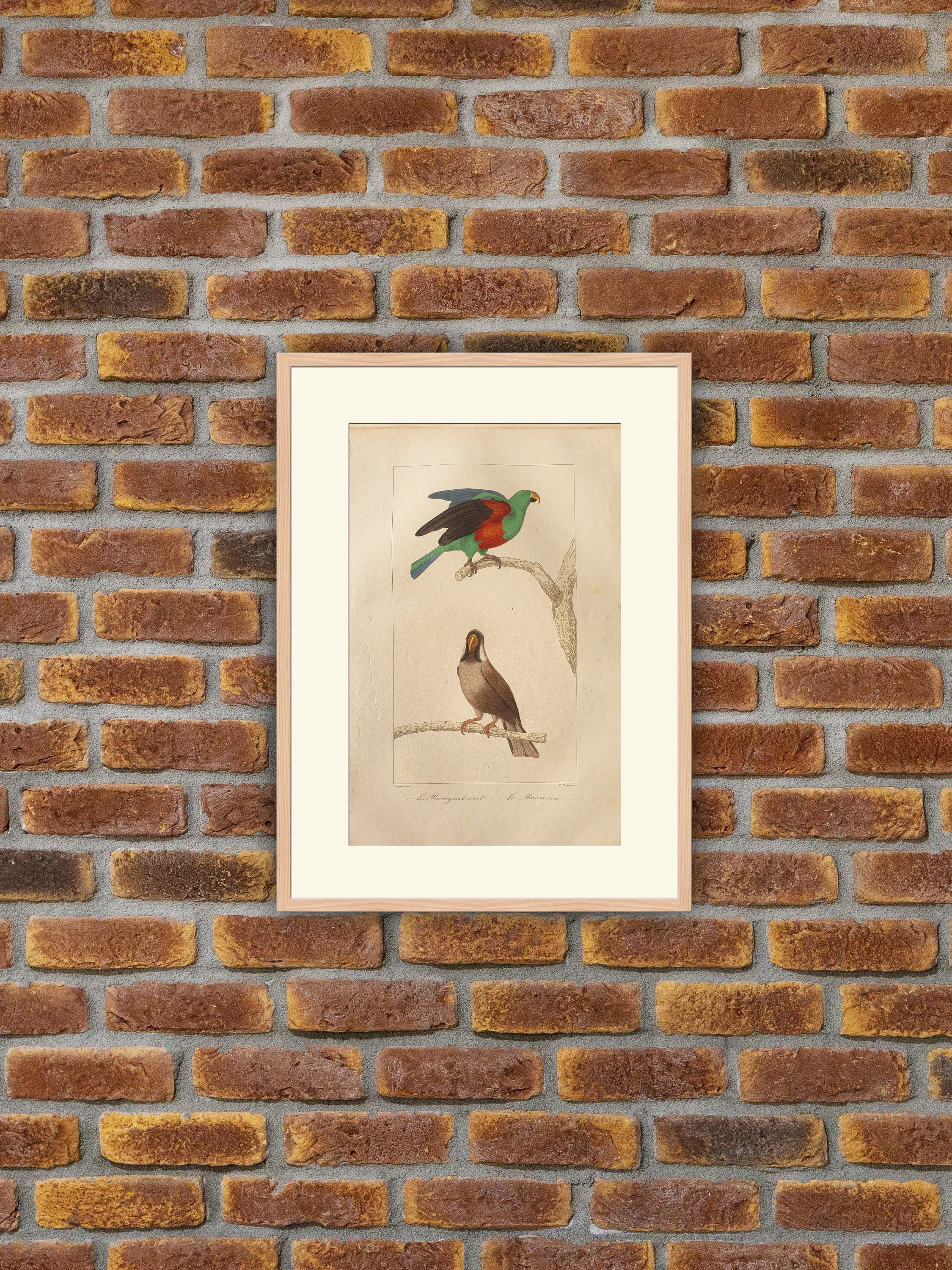 Perroquets, Perruches - Buffon Le Perroquet Vert Mascarin Gravure Couleurs 1835