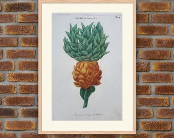 Weinmann - Botanique - Bromella Ananas - Gravure couleurs 1739