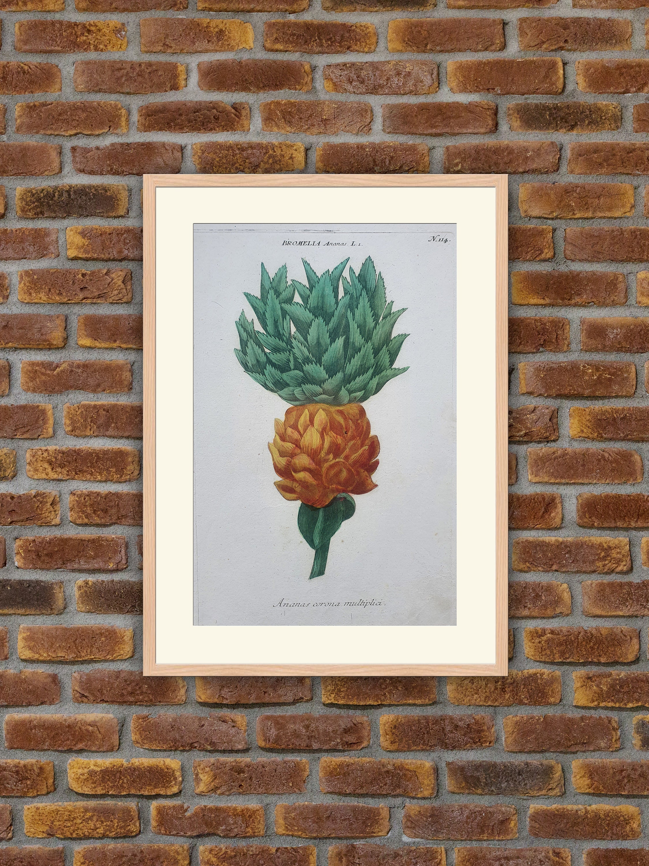 Weinmann - Botanique Bromella Ananas Gravure Couleurs 1739