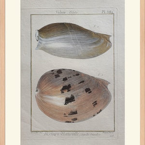 Può includere: Un'illustrazione vintage di due conchiglie, una conchiglia marrone e bianca e una conchiglia marrone con segni neri. L'illustrazione è intitolata "Volute - Voluta" e "Histoire Naturelle, coquilles Univalves."