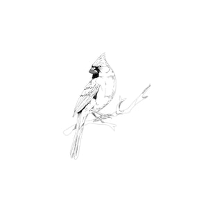 May include: A black and white line drawing of a cardinal perched on a branch.