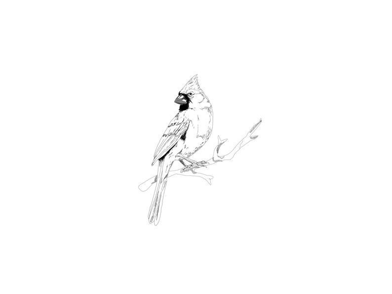 May include: A black and white line drawing of a cardinal perched on a branch.