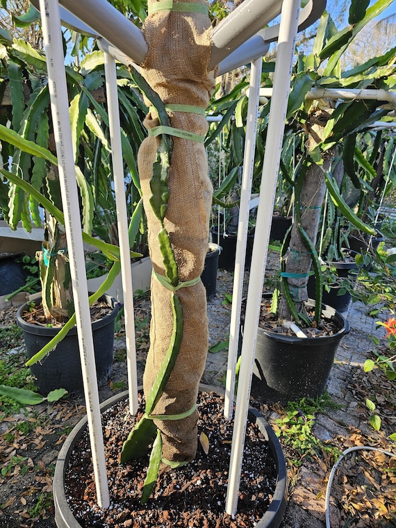elephant ear planting directions Elephant Ear esculenta Hawaiian Punch