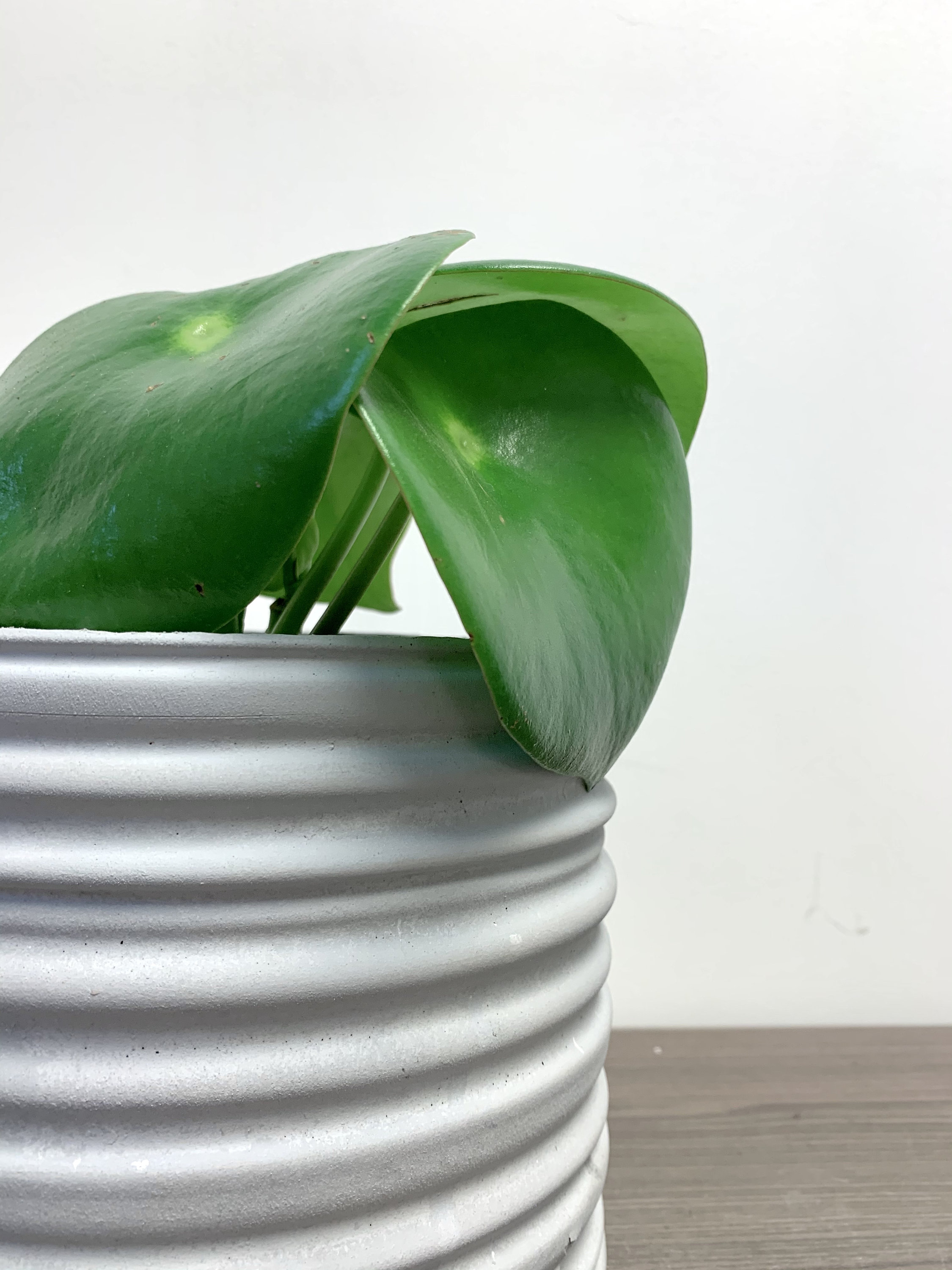19cm plant pot