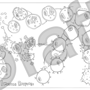 Immune Response Colouring Sheet A Level Biology