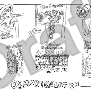 Osmoregulation Kidney Colouring Sheet A Level Biology