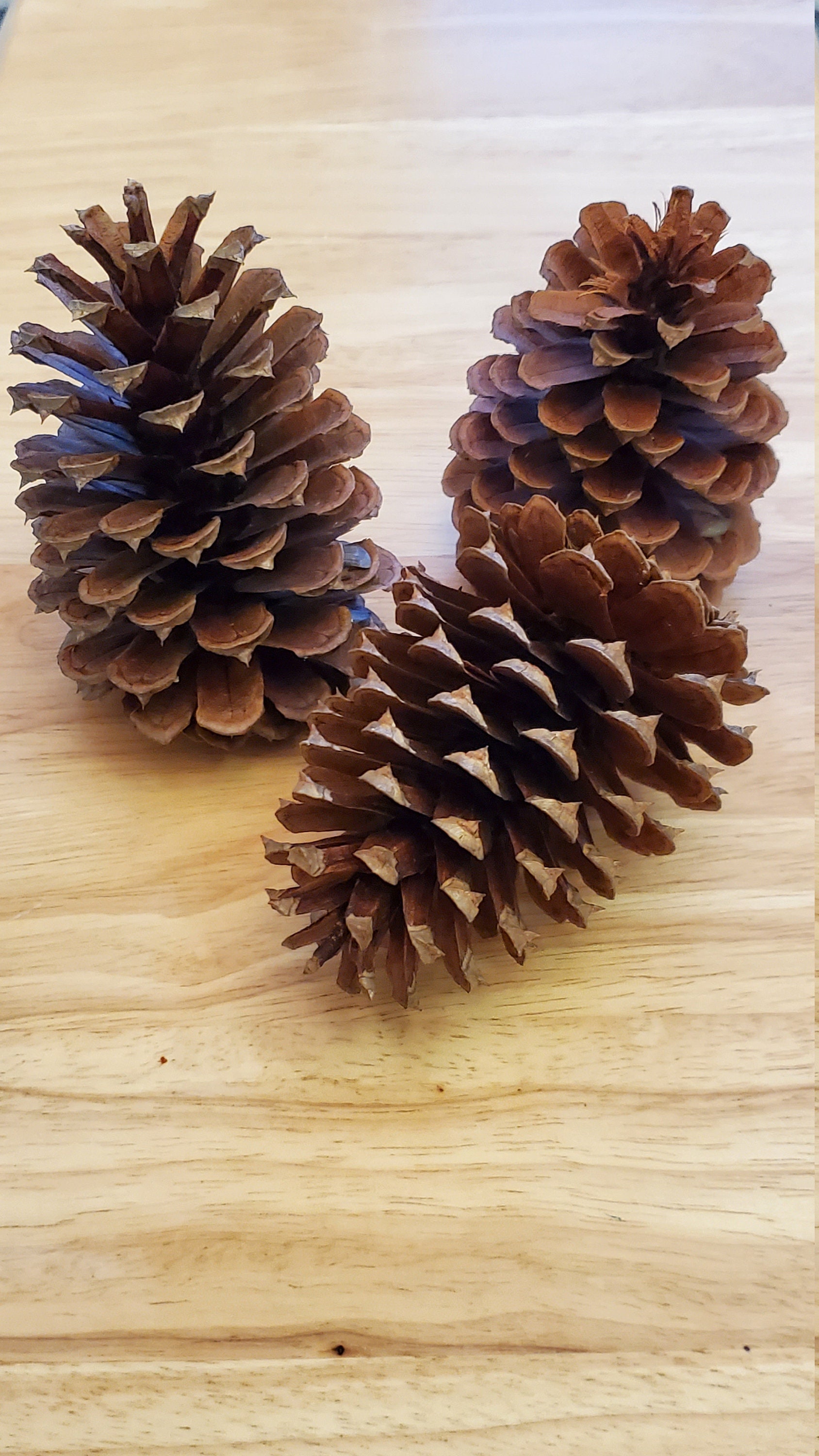 Natural Pine Cones Bulk Pine Cones Crafting Etsy