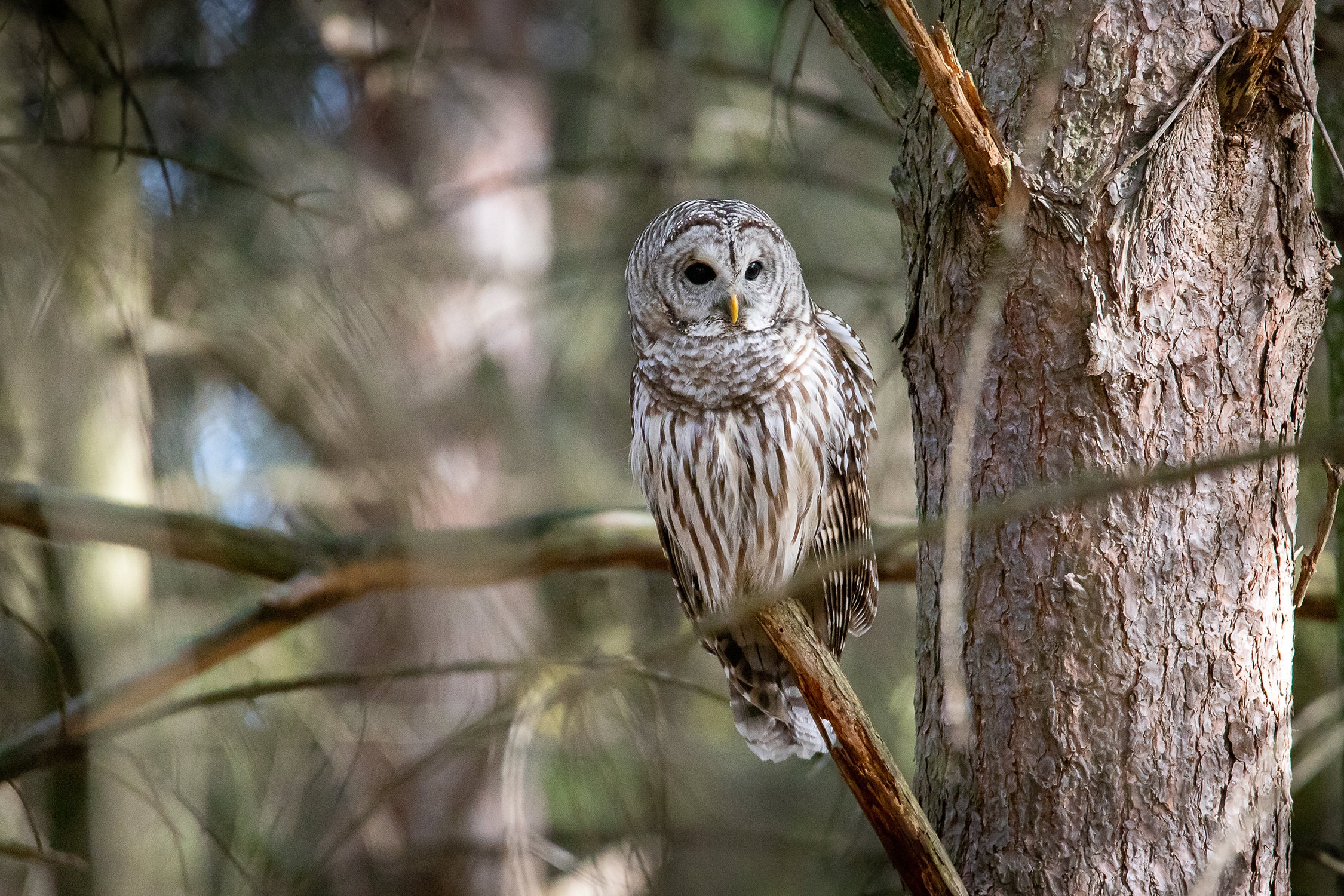 Barred Owl, 5x7, 8x10, 8x12, 11x14, 11x17 lustre/satin photograph