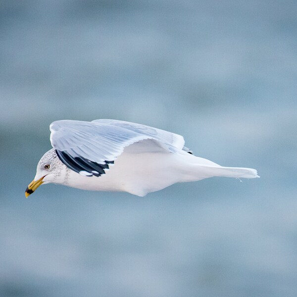 Ring-billed Gull photograph on lustre/satin paper, 5x7, 8x10, 8x12, 11x14, 11x17