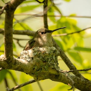 May include: A hummingbird sits in its nest, nestled among tree branches. The nest is a small, cup-shaped structure made of natural materials. The bird has brown and green feathers and a long, slender beak. The background is filled with green leaves.