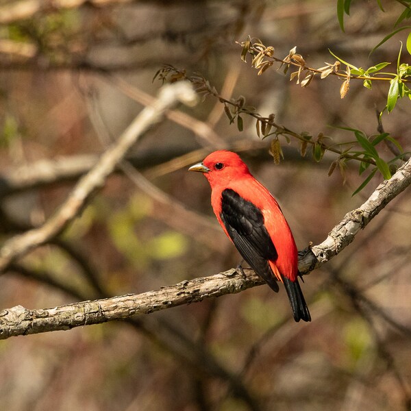 Scarlet Tanager (male) photograph 5x7, 8x10, 8x12, 11x14, 11x17 satin/lustre finish