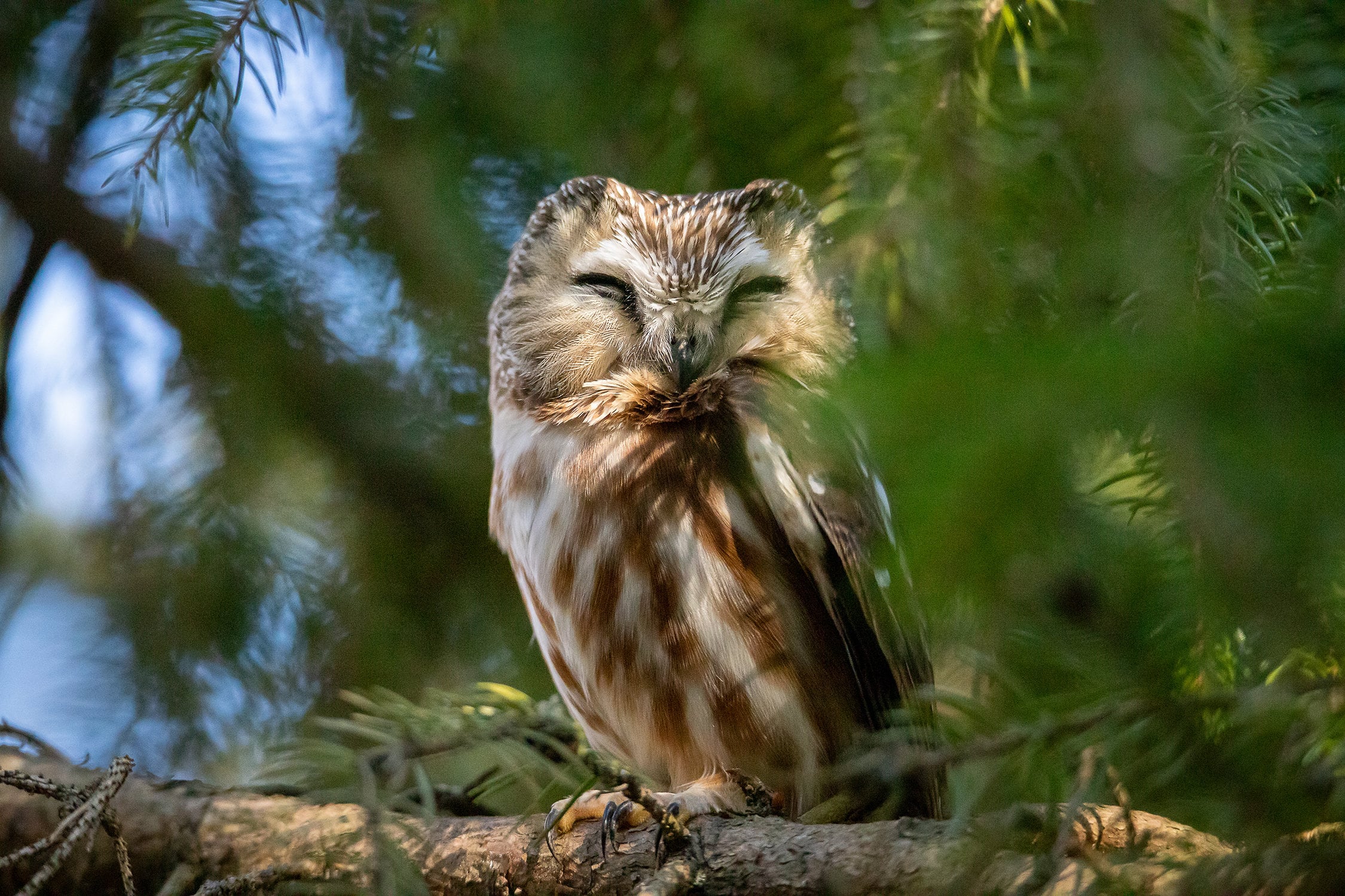 Northern Saw-whet Owl 5x7, 8x10, 8x12, 11x14, 11x17 Lustre/Satin Photograph