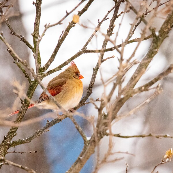 Northern Cardinal (female) photograph on lustre/satin paper 5x7, 8x10, 8x12, 11x14, 11x17