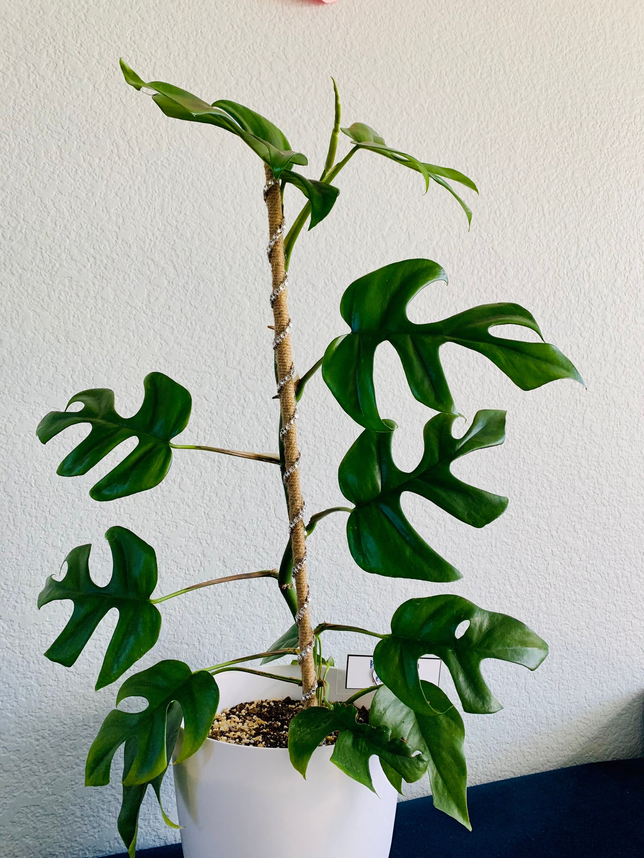 24 inch Handmade Jute Plant Pole w/ Rhinestones for Monsteras Etsy