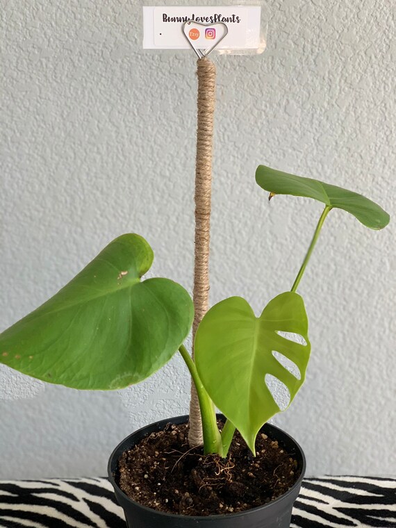 16 Inch Handmade Jute Plant Pole for Climbing Plants With Etsy