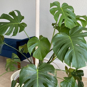 36 inch Solid Wood Handmade Soft Organic Cotton Macrame Plant Support Pole for Monsteras, Philodendron, Pothos & Other Climbing Plants