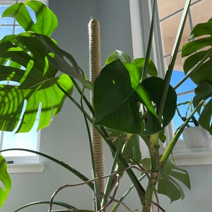 May include: A large Monstera plant with vibrant green leaves and a jute moss pole for support. The plant is in a white pot, and the image is lit by natural sunlight from a nearby window. The leaves have unique splits and holes.