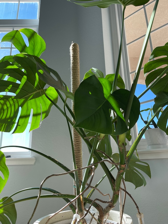 36 Inch Solid Hardwood Handmade Jute Plant Support Pole for Monsteras,  Philodendron, Pothos, and Other Climbing Plants - Etsy