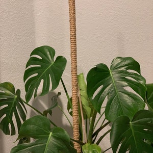Glam Pole—36 inch Solid Wood Handmade Jute Plant Support Pole w/ Rhinestone Gold or Silver Detailing for Monsteras and Other Climbing Plants