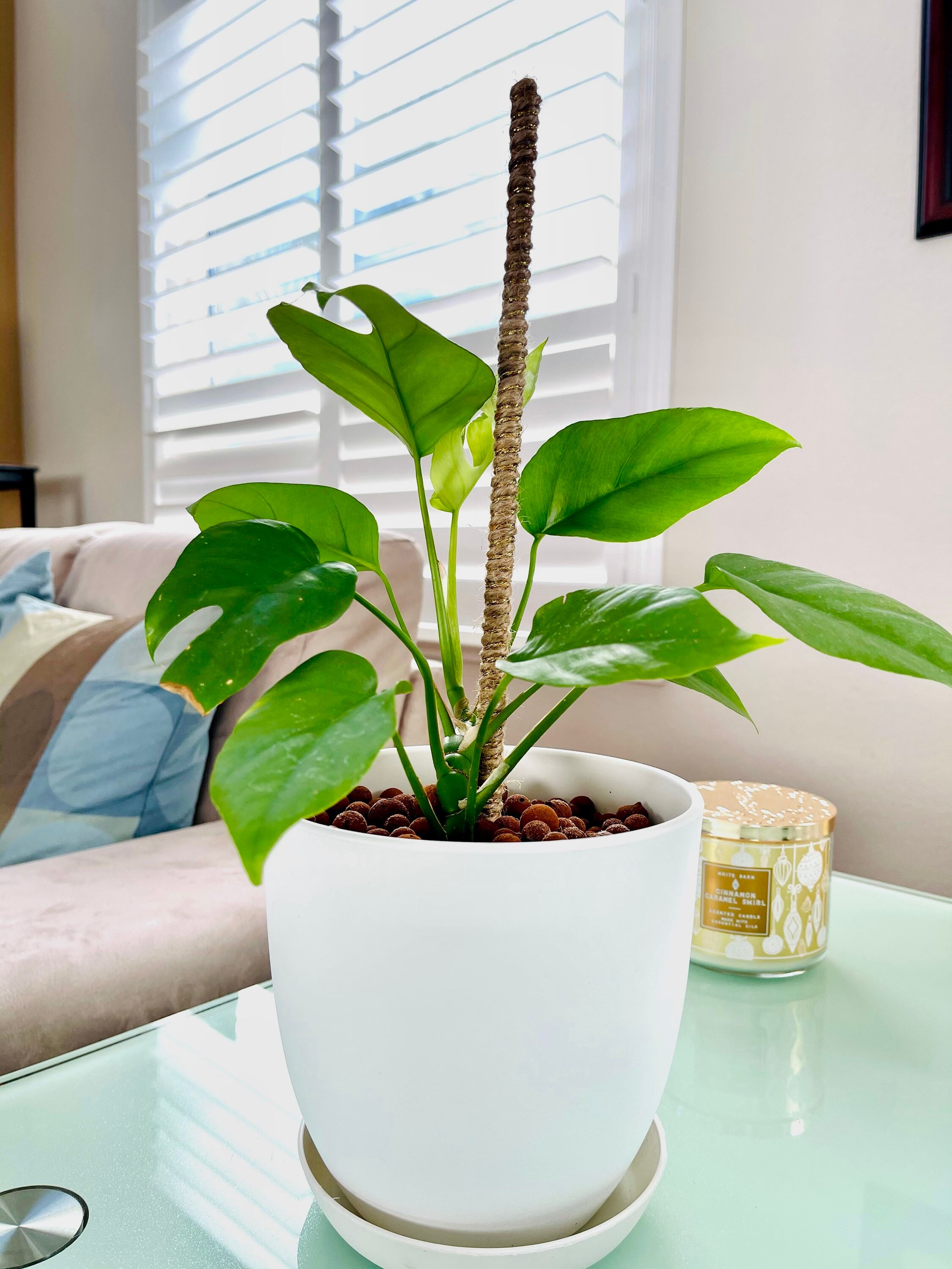 2pack 16 Inch Handmade Jute Plant Pole for Climbing Plants Etsy